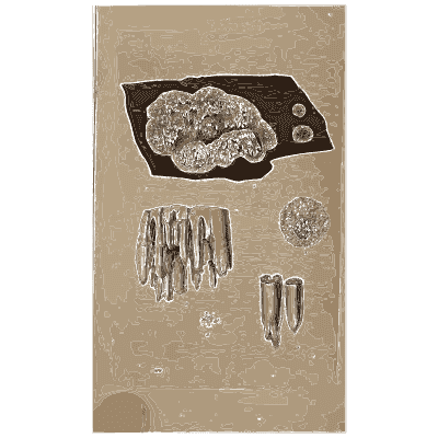 Crust fungus with sections - Scottish Cryptogamic Flora, Volume 1 - 1823