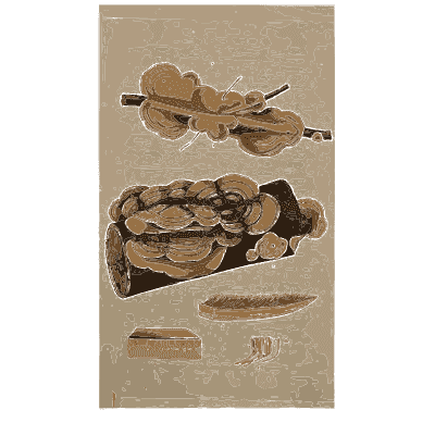 Coiled brown fungus - Scottish Cryptogamic Flora, Volume 1 - 1823