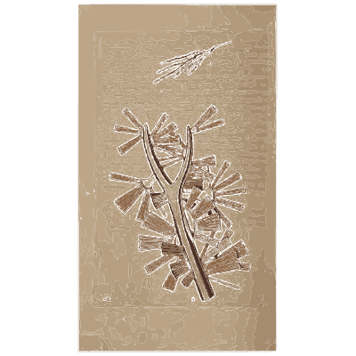 Star shaped growths on a stem - Scottish Cryptogamic Flora, Volume 1 - 1823