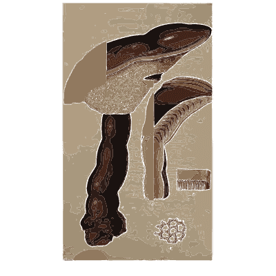 Mushrooms on a rotting log - Scottish Cryptogamic Flora, Volume 1 - 1823