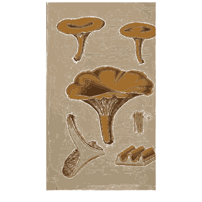 Yellow funnel mushrooms - Scottish Cryptogamic Flora, Volume 1 - 1823