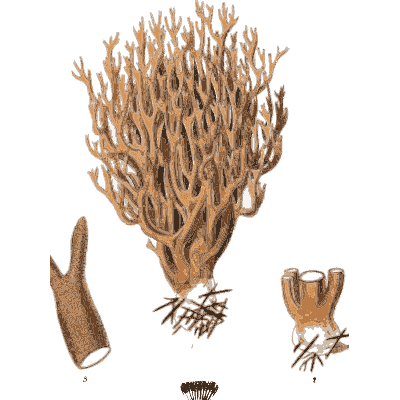 Branched coral fungus - Scottish Cryptogamic Flora, Volume 2 - 1824