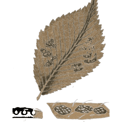 Toothed leaf with fungal spots - Scottish Cryptogamic Flora, Volume 2 - 1824