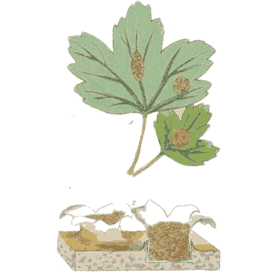 Maple leaf with rust - Scottish Cryptogamic Flora, Volume 2 - 1824