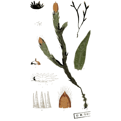 Grass stem with smut galls - Scottish Cryptogamic Flora, Volume 2 - 1824