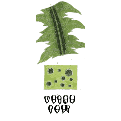 Leaf with spore dots - Scottish Cryptogamic Flora, Volume 2 - 1824
