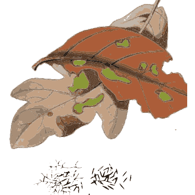 Oak leaf with green fungal patches - Scottish Cryptogamic Flora, Volume 2 - 1824