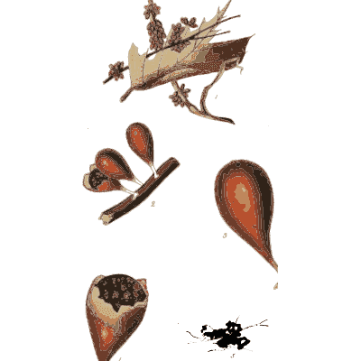 Twig with small fungal bodies - Scottish Cryptogamic Flora, Volume 2 - 1824