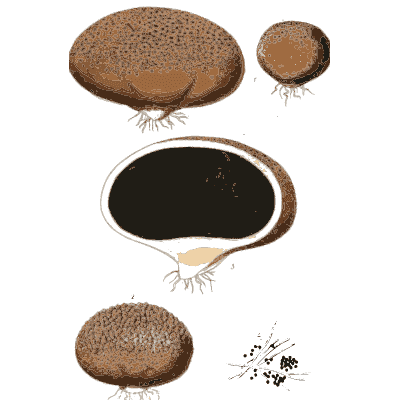 Puffballs with a cut section - Scottish Cryptogamic Flora, Volume 2 - 1824