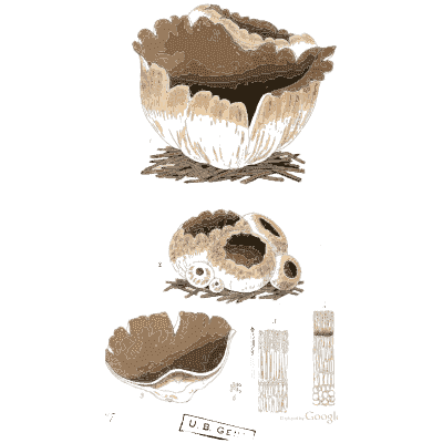 Torn cup fungus - Scottish Cryptogamic Flora, Volume 2 - 1824
