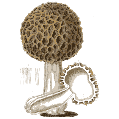 Morel with a cut stalk - Scottish Cryptogamic Flora, Volume 2 - 1824