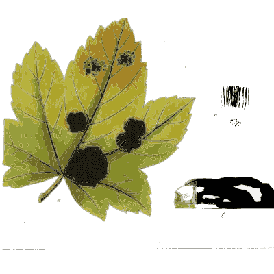 Maple leaf with tar spots - Scottish Cryptogamic Flora, Volume 2 - 1824