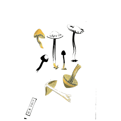 Slender gilled mushrooms - Scottish Cryptogamic Flora, Volume 2 - 1824