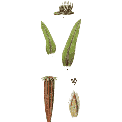 Grass blades with spore sheath - Scottish Cryptogamic Flora, Volume 2 - 1824