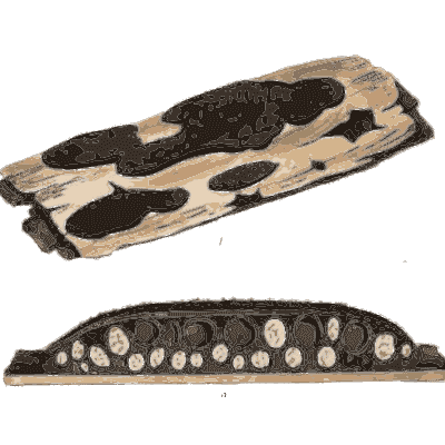 Bark with dark fungal crusts - Scottish Cryptogamic Flora, Volume 2 - 1824