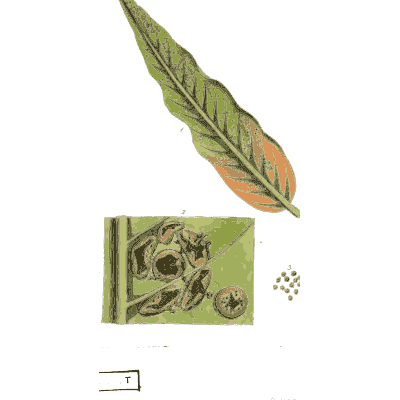 Leaf with an orange rust patch - Scottish Cryptogamic Flora, Volume 2 - 1824