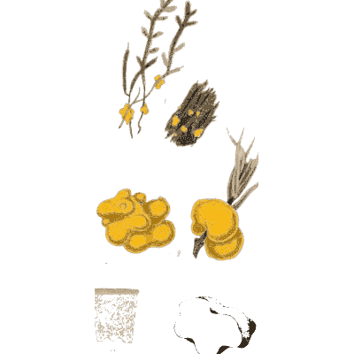 Yellow jelly fungus on sprigs - Scottish Cryptogamic Flora, Volume 2 - 1824