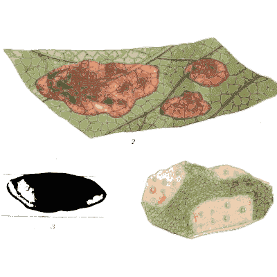 Leaf with red-brown lichen patches - Scottish Cryptogamic Flora, Volume 2 - 1824