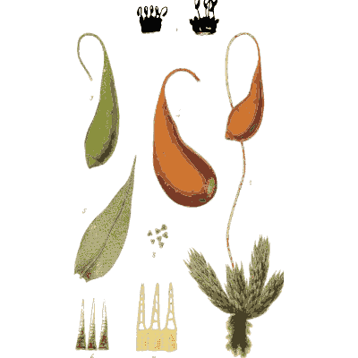 Curved moss capsules - Scottish Cryptogamic Flora, Volume 2 - 1824