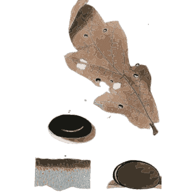 Withered leaf with black fungal cushions - Scottish Cryptogamic Flora, Volume 2 - 1824