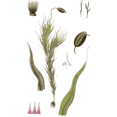 Moss shoots with a stalked capsule - Scottish Cryptogamic Flora, Volume 2 - 1824