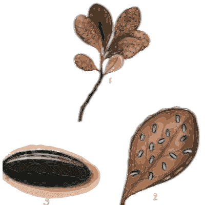 Brown leaves with a spore pod - Scottish Cryptogamic Flora, Volume 2 - 1824