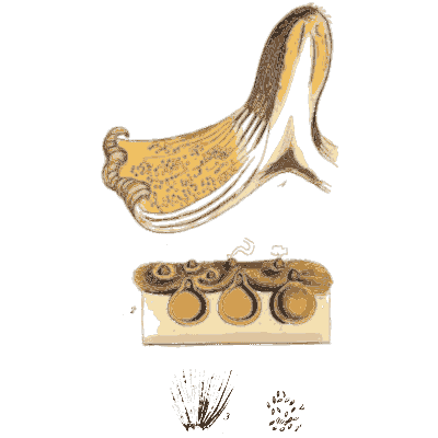 Funnel shaped fungus - Scottish Cryptogamic Flora, Volume 2 - 1824