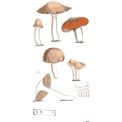 Gilled mushrooms with orange caps - Scottish Cryptogamic Flora, Volume 2 - 1824