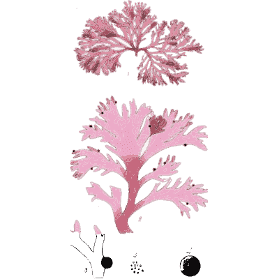 Pink branched seaweed - Scottish Cryptogamic Flora, Volume 2 - 1824