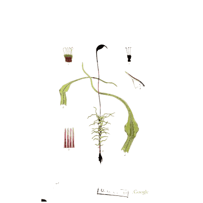 Moss stalk with a capsule - Scottish Cryptogamic Flora, Volume 2 - 1824