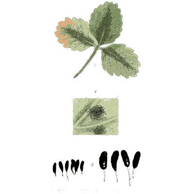 Three lobed leaf with a fungal spot - Scottish Cryptogamic Flora, Volume 3 - 1825