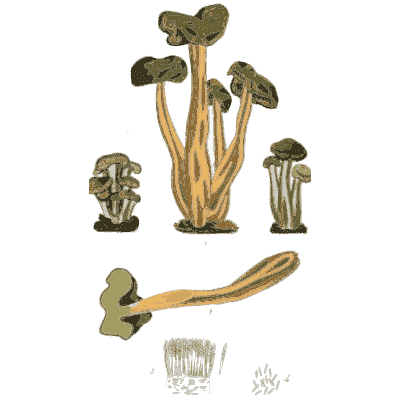 Cluster of small yellow-brown mushrooms - Scottish Cryptogamic Flora, Volume 3 - 1825