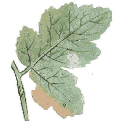 Oak leaf with grey mildew - Scottish Cryptogamic Flora, Volume 3 - 1825
