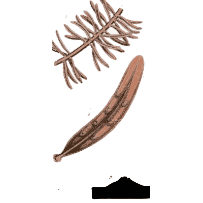 Pod shaped fungus below a fern frond - Scottish Cryptogamic Flora, Volume 3 - 1825