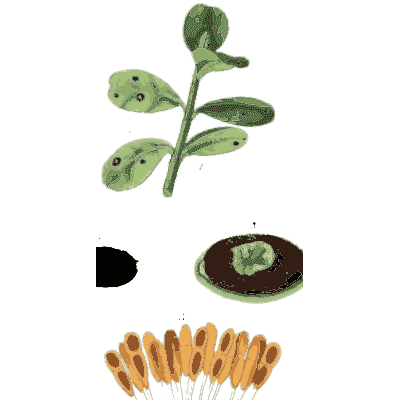 Green shoot with orange rust - Scottish Cryptogamic Flora, Volume 3 - 1825