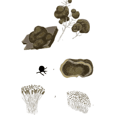 Dark knotted fungi on bark - Scottish Cryptogamic Flora, Volume 3 - 1825