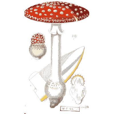 Fly agaric with its cut stem - Scottish Cryptogamic Flora, Volume 3 - 1825