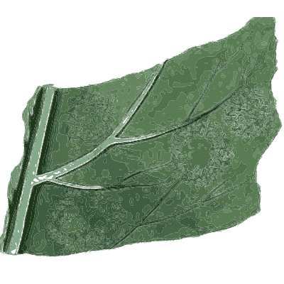Broad dark green frond - Scottish Cryptogamic Flora, Volume 3 - 1825
