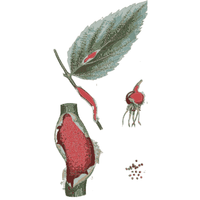 Leaf with swollen red galls - Scottish Cryptogamic Flora, Volume 3 - 1825
