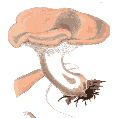 Pale pink capped mushroom - Scottish Cryptogamic Flora, Volume 3 - 1825
