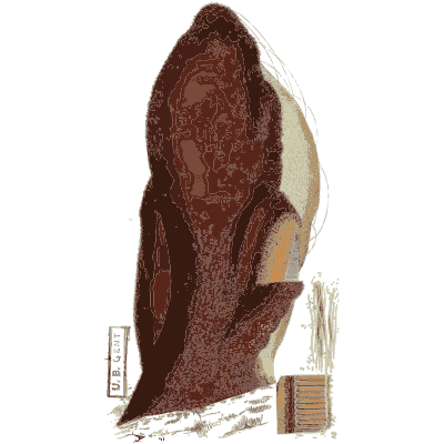 Dark red tongue shaped bracket - Scottish Cryptogamic Flora, Volume 3 - 1825