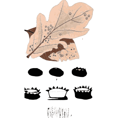 Oak leaf with black spore bodies - Scottish Cryptogamic Flora, Volume 3 - 1825