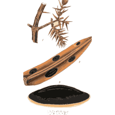 Spotted seed pod and black cup - Scottish Cryptogamic Flora, Volume 3 - 1825