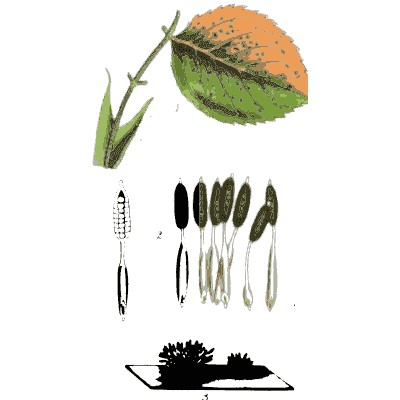 Leaf edged with orange rust - Scottish Cryptogamic Flora, Volume 3 - 1825