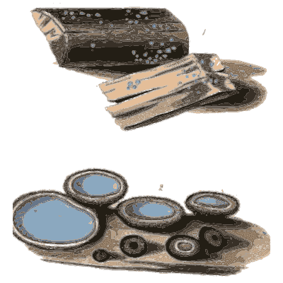 Blue centred cup fungi on bark - Scottish Cryptogamic Flora, Volume 3 - 1825