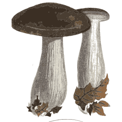 Two dark capped mushrooms - Scottish Cryptogamic Flora, Volume 3 - 1825