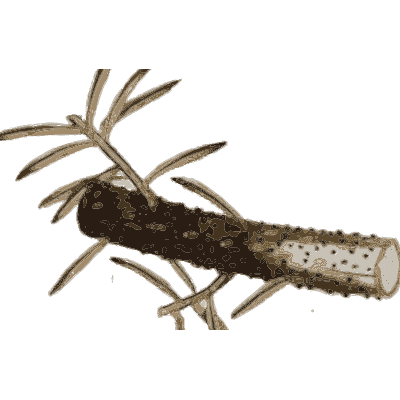 Rotted spiky stem with fungus - Scottish Cryptogamic Flora, Volume 3 - 1825