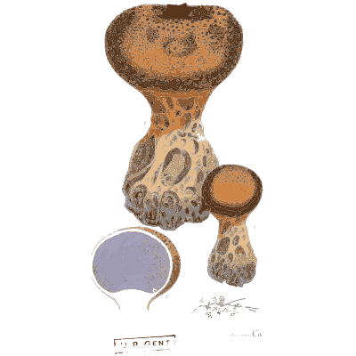Swollen club fungus - Scottish Cryptogamic Flora, Volume 3 - 1825