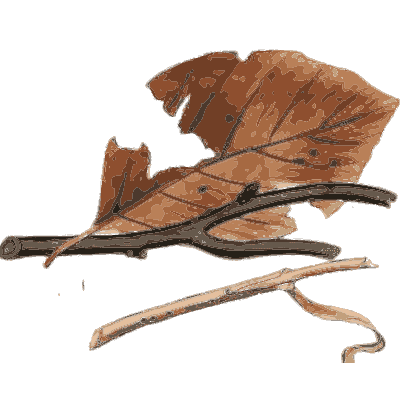 Fallen leaf and twigs with small fungi - Scottish Cryptogamic Flora, Volume 3 - 1825