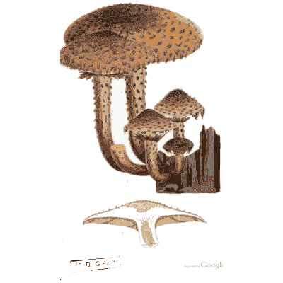 Scaly capped fungi on a stump - Scottish Cryptogamic Flora, Volume 3 - 1825
